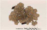 藏品(大裸緣梅衣)的圖片